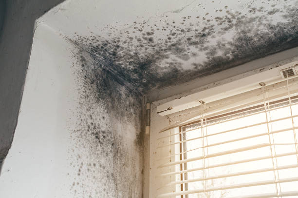 Affordable Mold Removal solutions in Butler, NJ